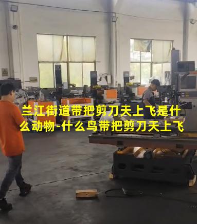 兰江街道带把剪刀天上飞是什么动物-什么鸟带把剪刀天上飞
